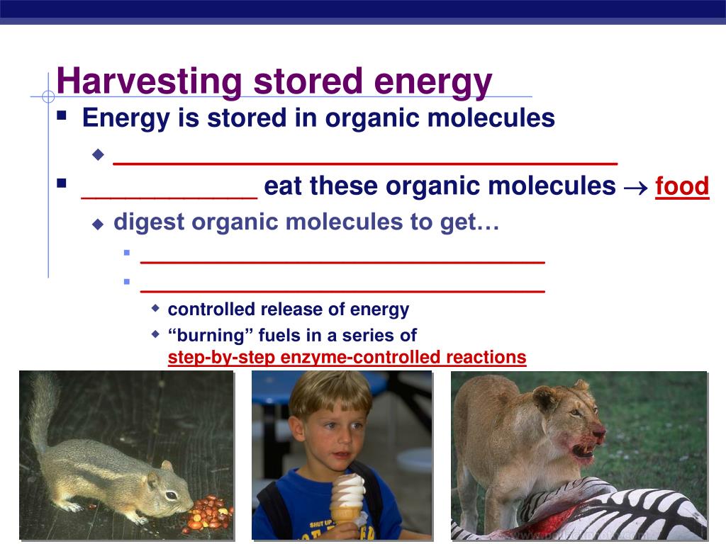 PPT Cellular Respiration Harvesting Chemical Energy PowerPoint