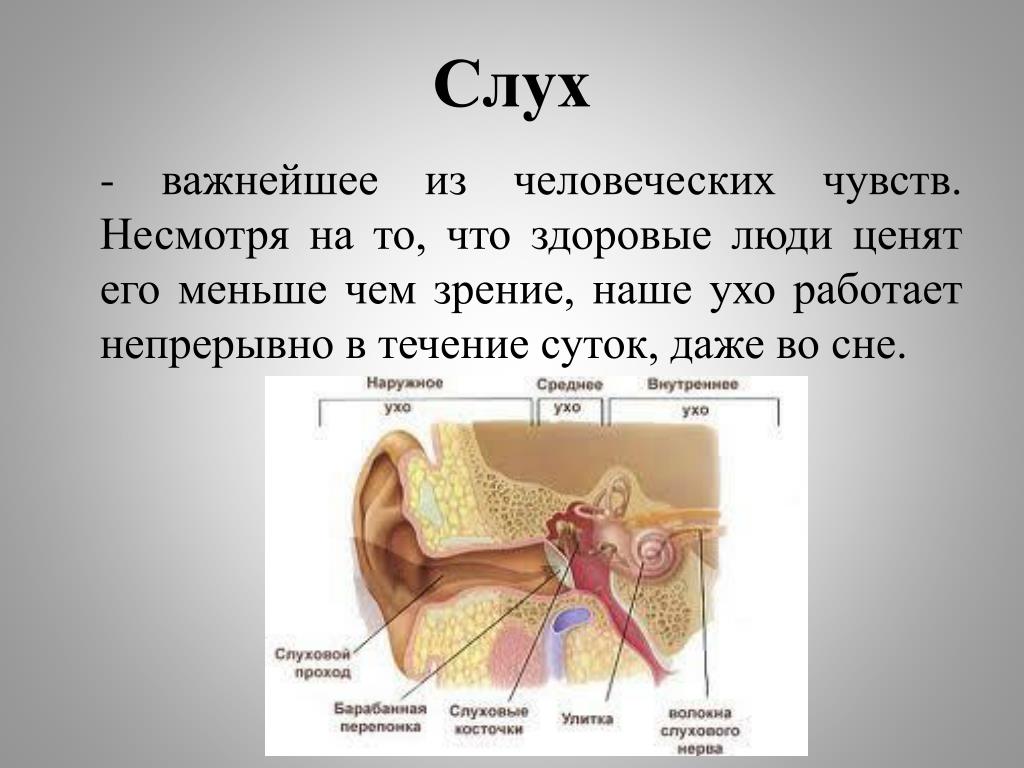 Верные признаки органов слуха человека. Слух человека. Характеристики слуха человека. Слух человека и животных. Слух (информация).