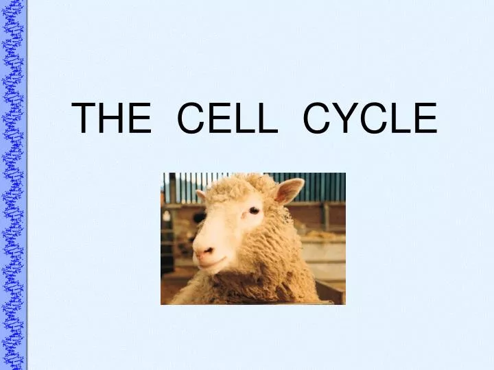 THE CELL CYCLE PowerPoint Presentation, free download Biology Diagrams
