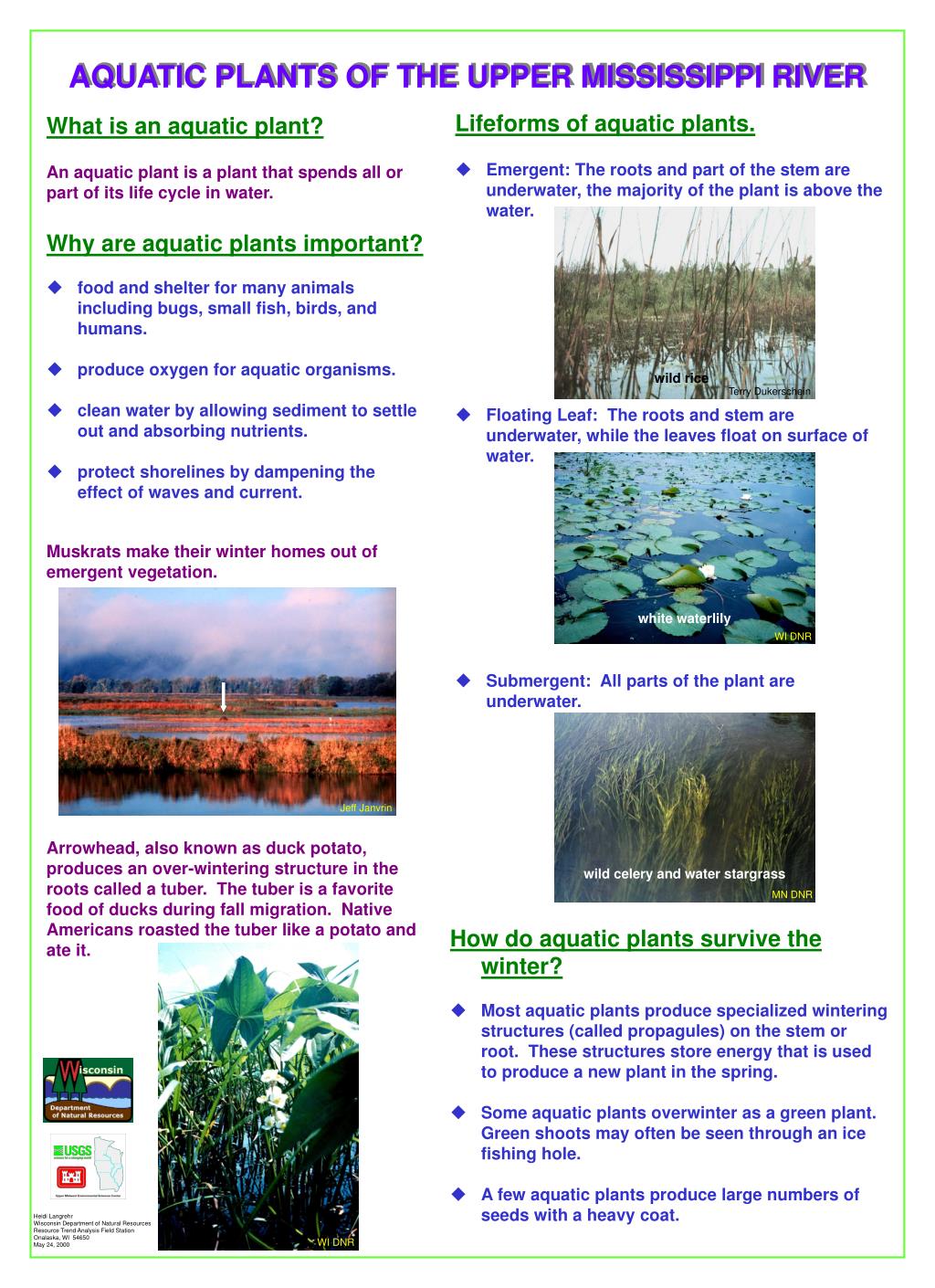 PPT - Lifeforms of aquatic plants. PowerPoint Presentation, free