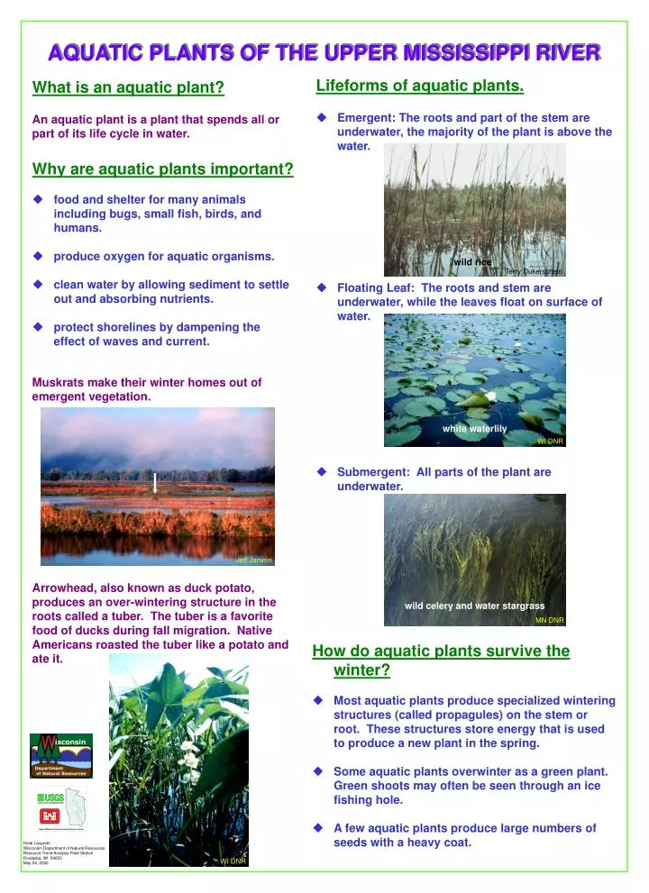 Aquarium Plants Ppt