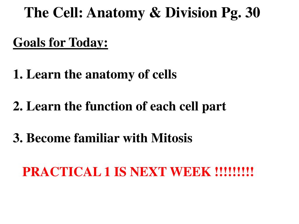 PPT - The Cell: Anatomy & Division Pg. 30 PowerPoint Presentation, free