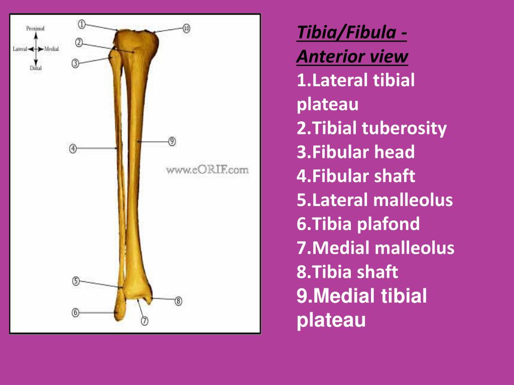 Ppt Case Presentation On Tibial Fracture Powerpoint
