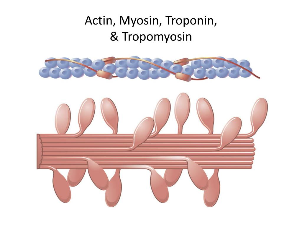 Сокращение актина и миозина. Актин и миозин. Актин миозиновый комплекс. Тропонин и миозин. Актин миозин тропонин.