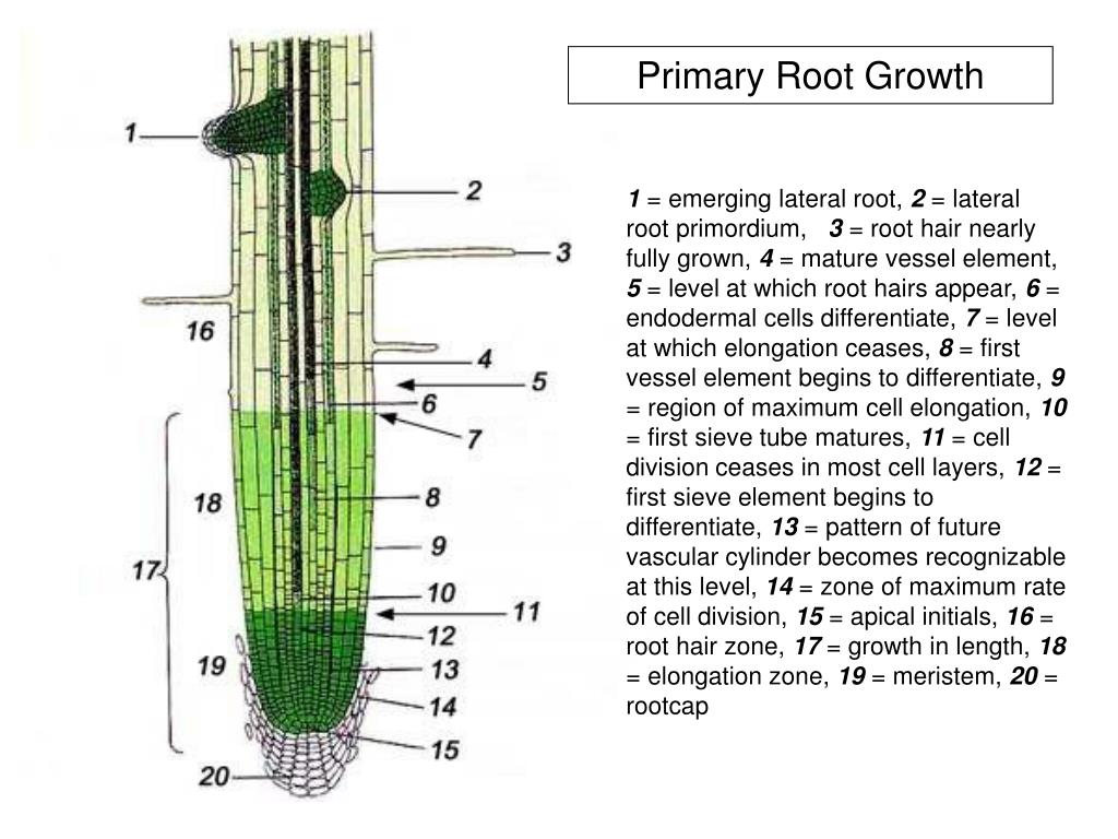 Сосуды корня расположены. Апикальная меристема зона корня. Зона деления корня меристема. Верхушечная меристема корня. Образовательная ткань корня.