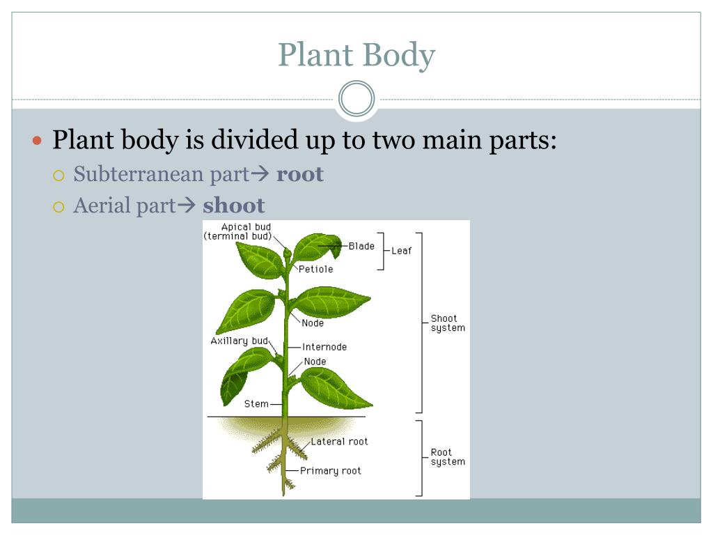 Plant body. Plants divided. Parts of a Plant. Plant body structures.