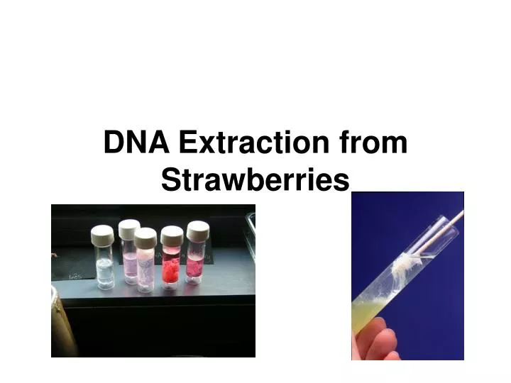 PPT DNA Extraction from Strawberries PowerPoint Presentation, free download ID3118498