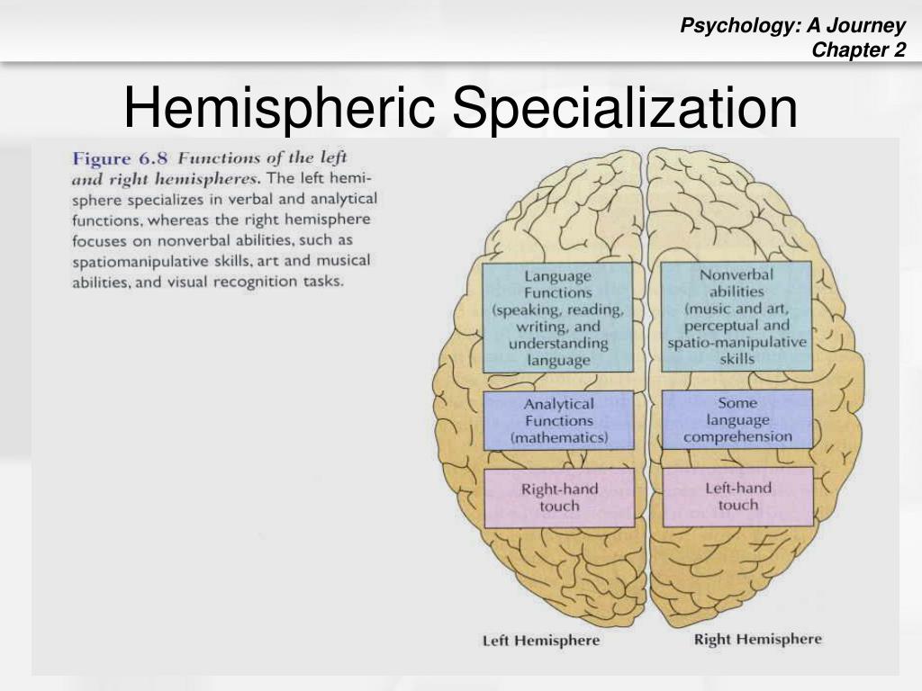 Chapter 2 Brain and Behavior PowerPoint Presentation free Biology Diagrams