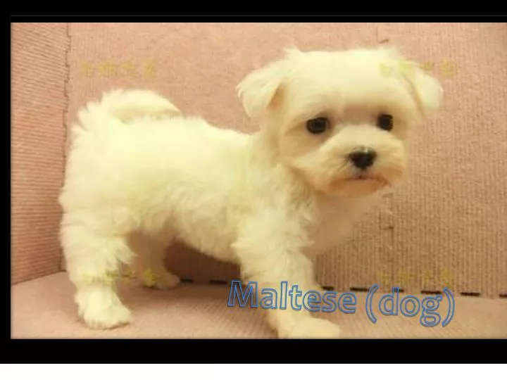 Ppt Maltese Dog Point Presentation Free Id Maltese Dog Point Presentation