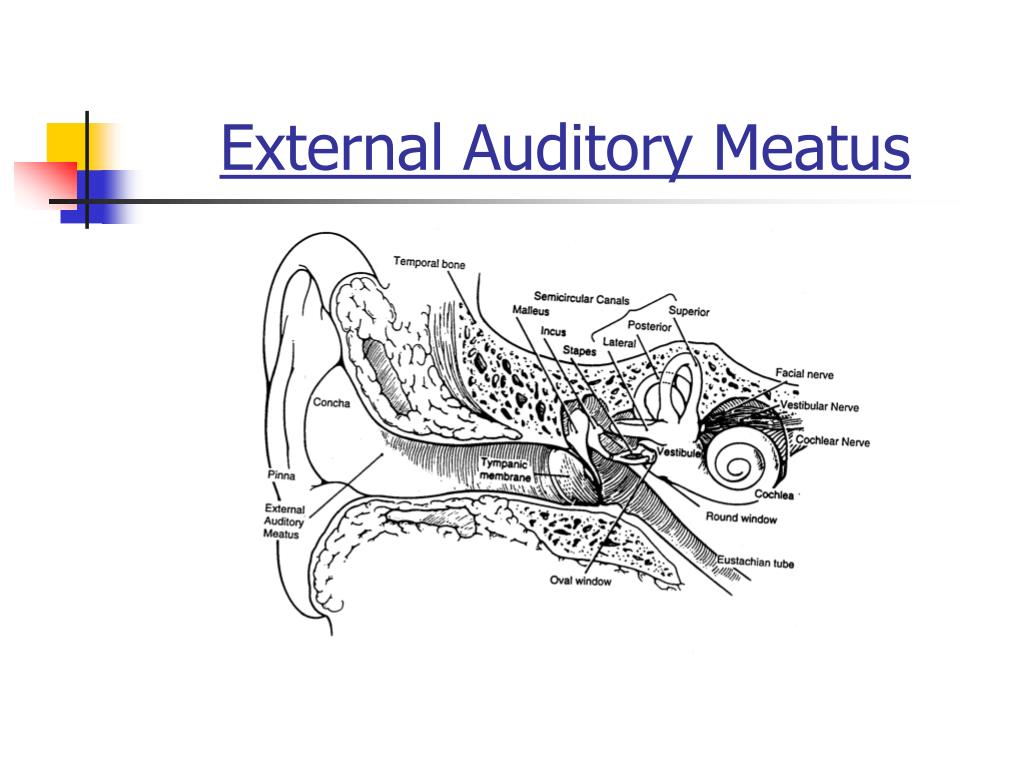 external auditory