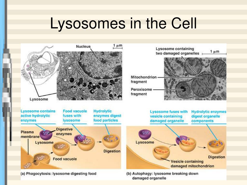 PPT - The Endomembrane System PowerPoint Presentation, free download