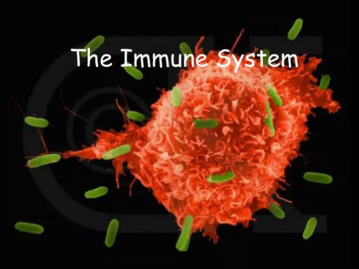 Ppt The Immune System Powerpoint Presentation Free Download Id3121968