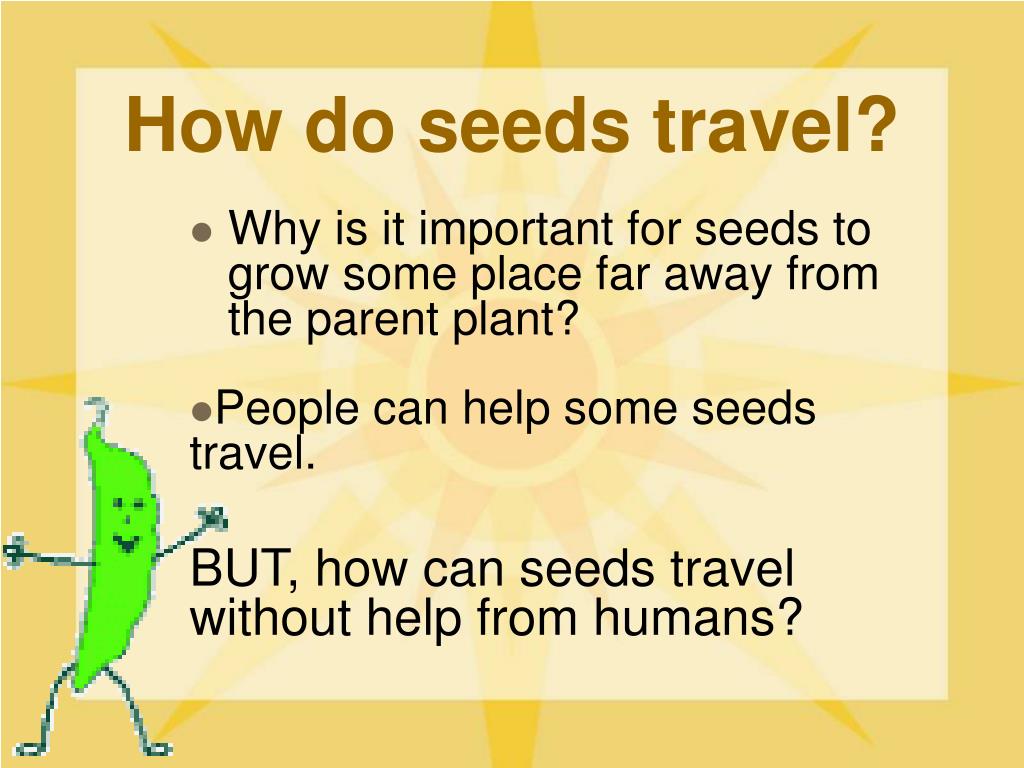 different ways a seed can travel