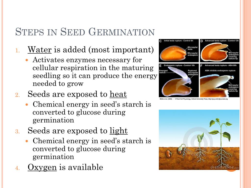 germination process essay in english