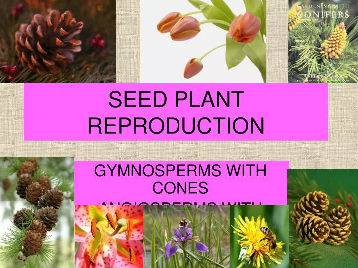 Ppt Seed Plant Reproduction Powerpoint Presentation Free Download Id Ppt Seed Plant Reproduction Powerpoint Presentation Free Download Id