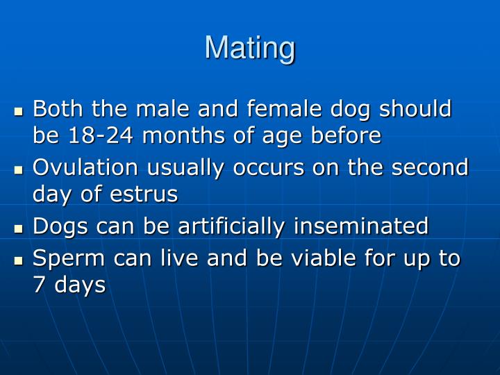 Reproductive Maturity Dogs Canine Reproduction Age – Life expectancy of dog breeds – DWWFC