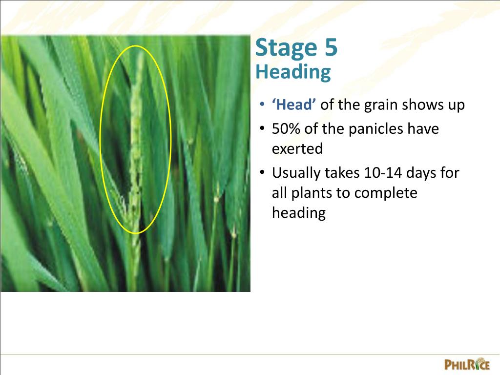 PPT - Growth Stages of the Rice Plant PowerPoint Presentation, free  download - ID:3123126