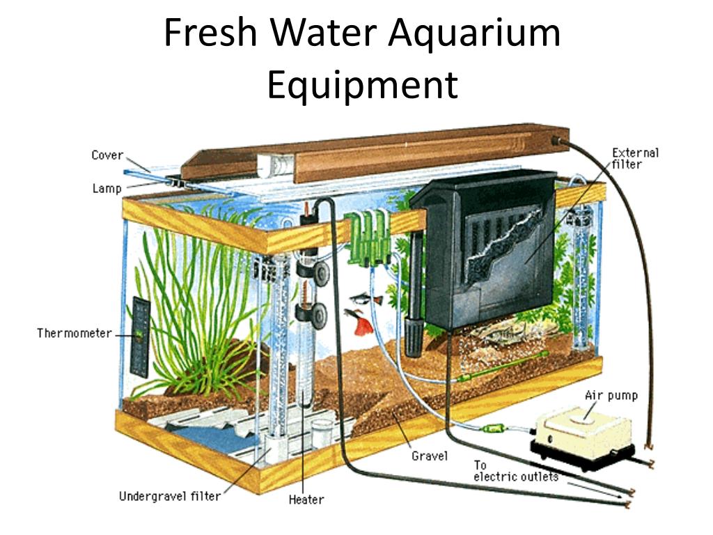 PPT - Fresh Water Aquarium Equipment PowerPoint Presentation, free download  - ID:3123451