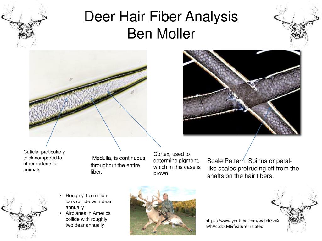 PPT - Animal Hair Slides PowerPoint Presentation, free download - ID:3123741