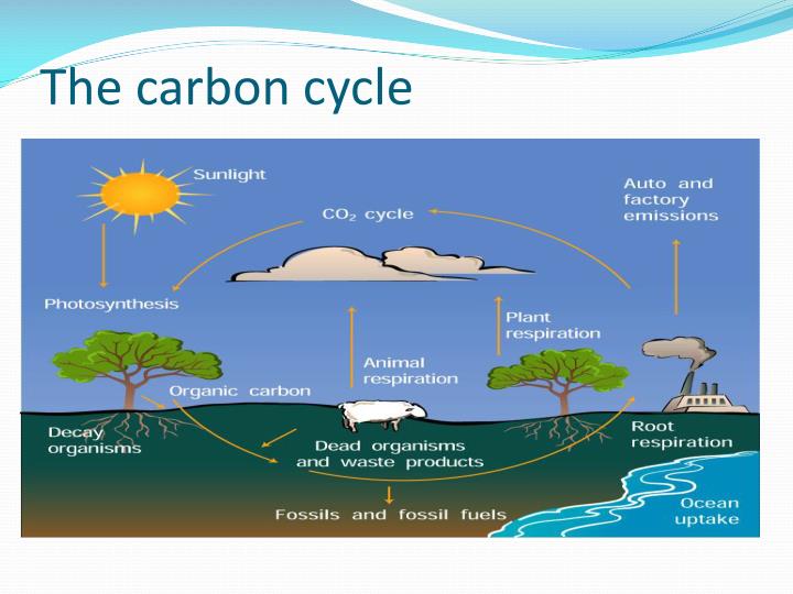 PPT Biology Standard SB4 (b) PowerPoint Presentation