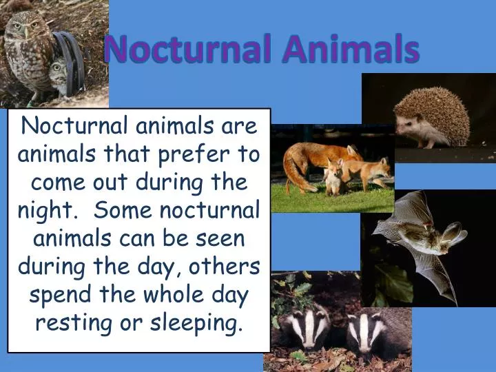 PPT - Nocturnal Animals PowerPoint Presentation, free download - ID:3124420