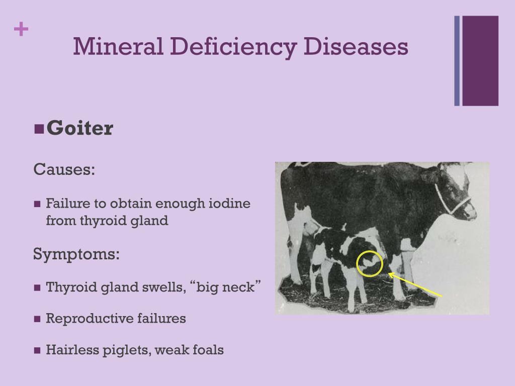 PPT - Nutritional Diseases in Livestock PowerPoint Presentation, free download - ID:3124720 PPT - Nutritional Diseases in Livestock PowerPoint Presentation, free download - ID:3124720