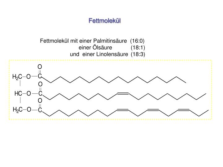 ppt-fettbildung-und-abbau-powerpoint-presentation-id-3125272