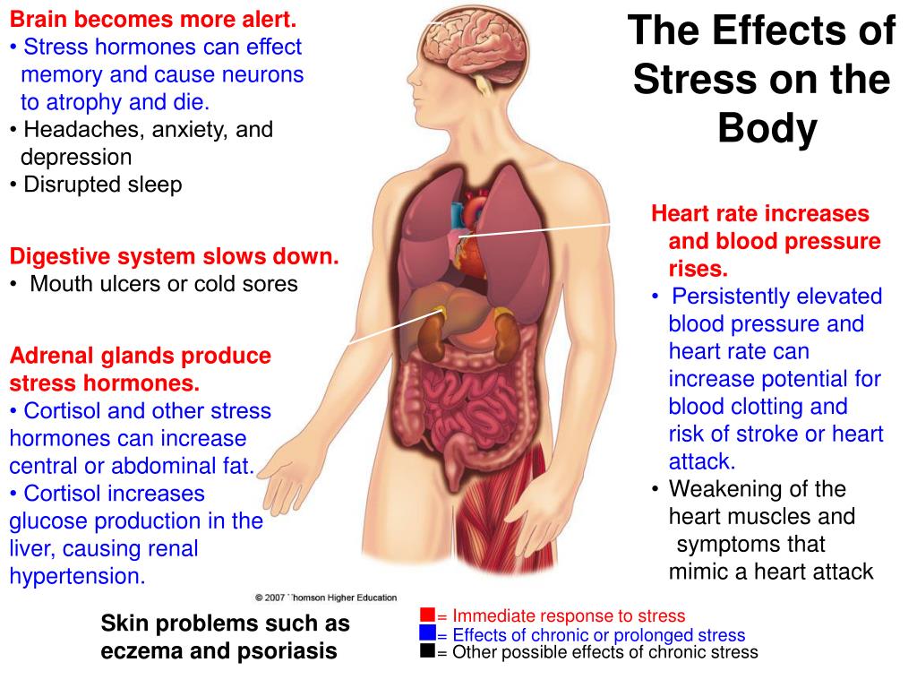 PPT - STRESS MANAGEMENT: SURVIVING LIFE’S BUMPS IN THE ROAD PowerPoint ...