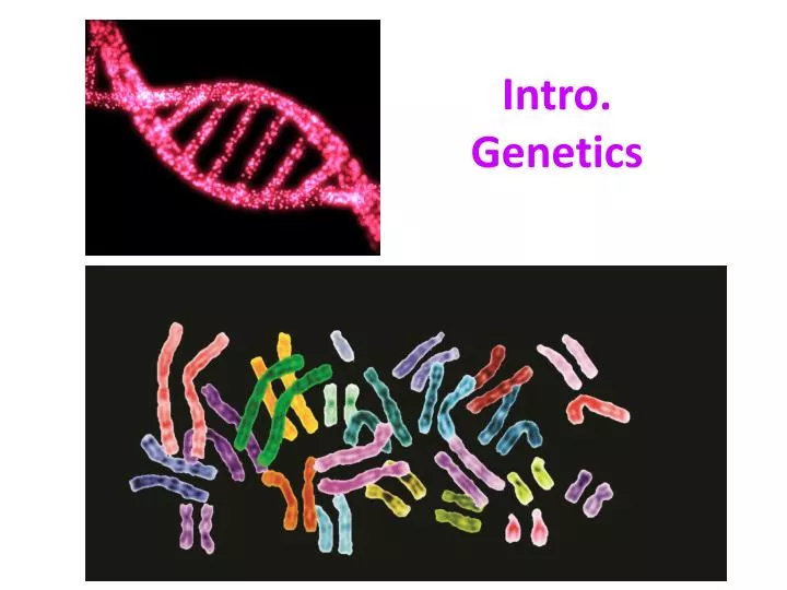 Ppt Intro Genetics Powerpoint Presentation Free Download Id 3127148 Ppt Intro Genetics Powerpoint Presentation Free Download Id 3127148