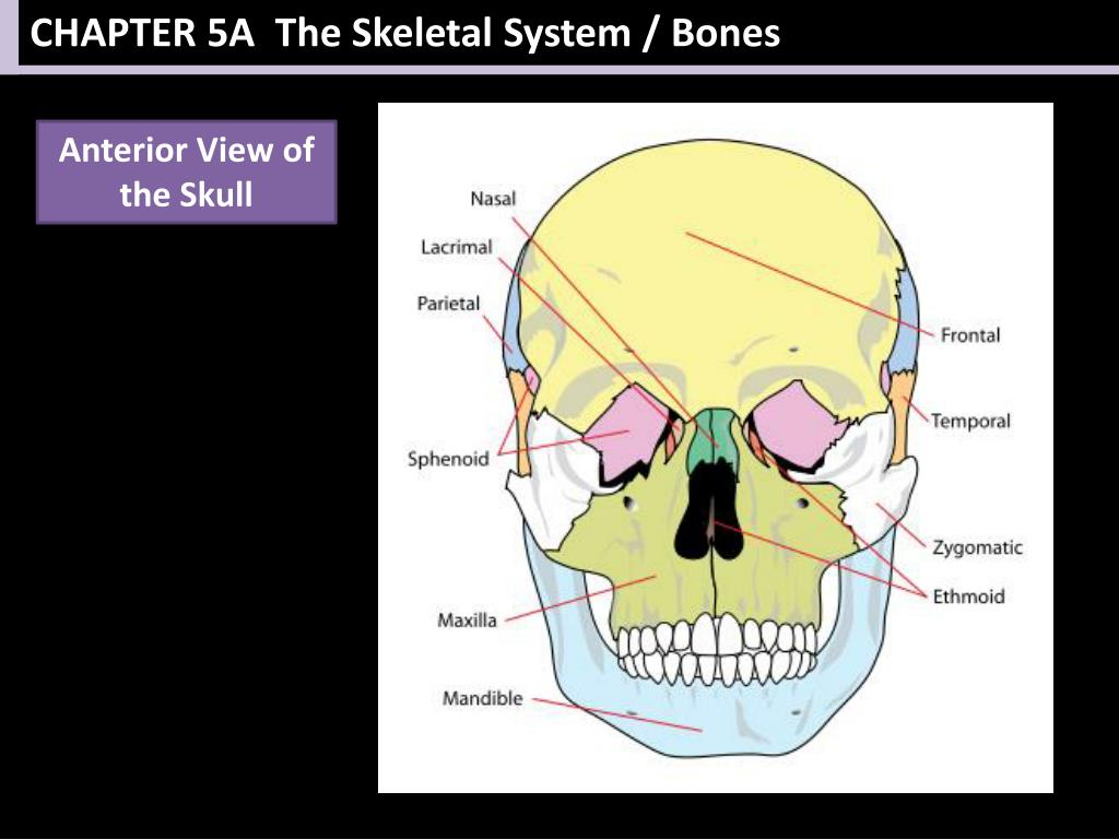 Скелет головы особенности строения. Состав лицевого отдела черепа. Отделы черепа кости лицевого отдела. Лицевой отдел черепа кости сошник. Кости лицевого черепа анатомия строение.