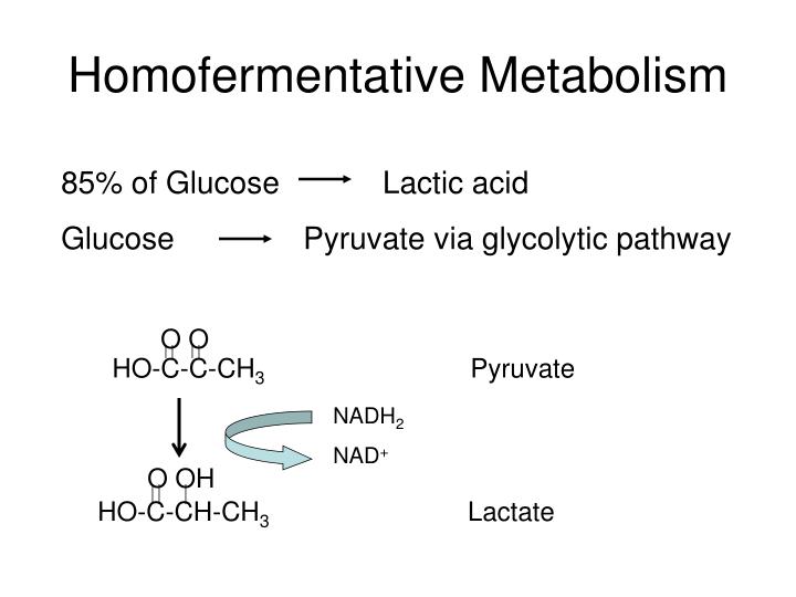 PPT - Homofermentative Metabolism N