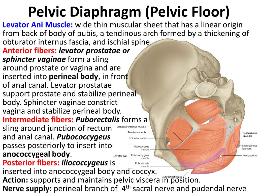 Pelvic Floor Muscles Anatomy Ppt Review Home Co