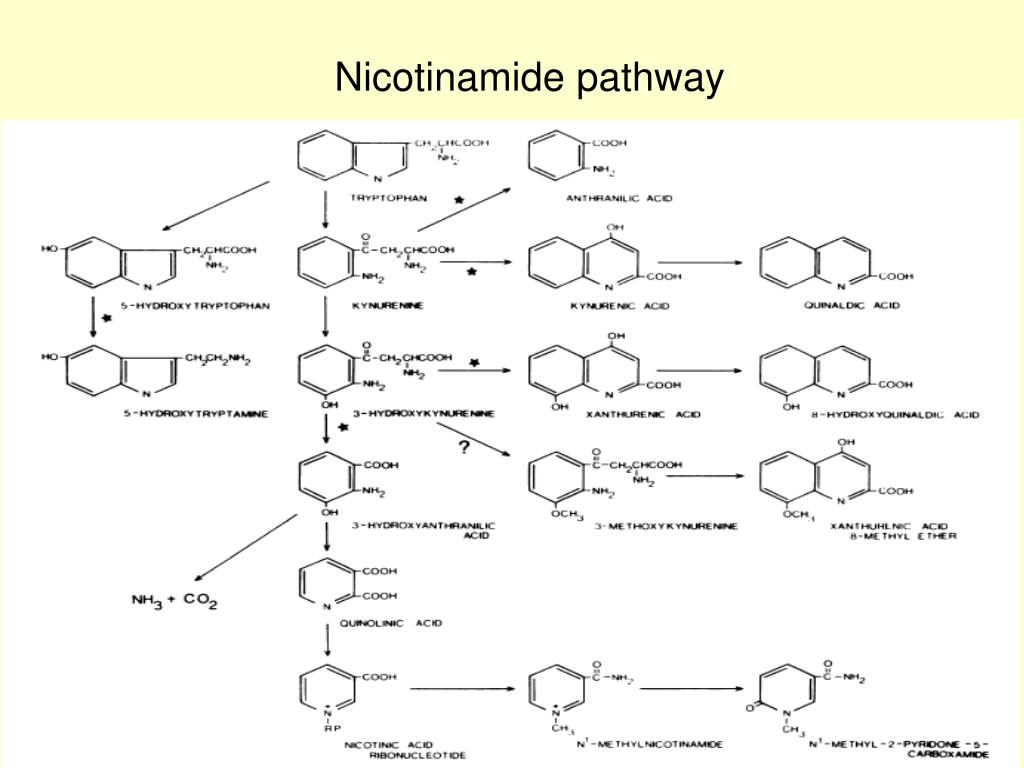 Синтез никотинамида из триптофана. Схема синтеза никотинамида.