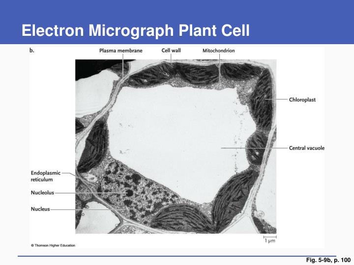Label Electron Micrograph Plant Cells 8FF