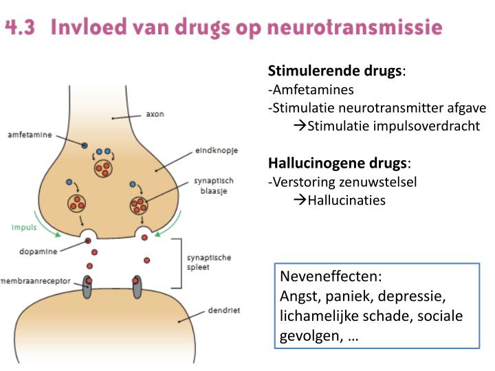PPT - Ontvanger prikkel = receptor PowerPoint Presentation - ID:3132522