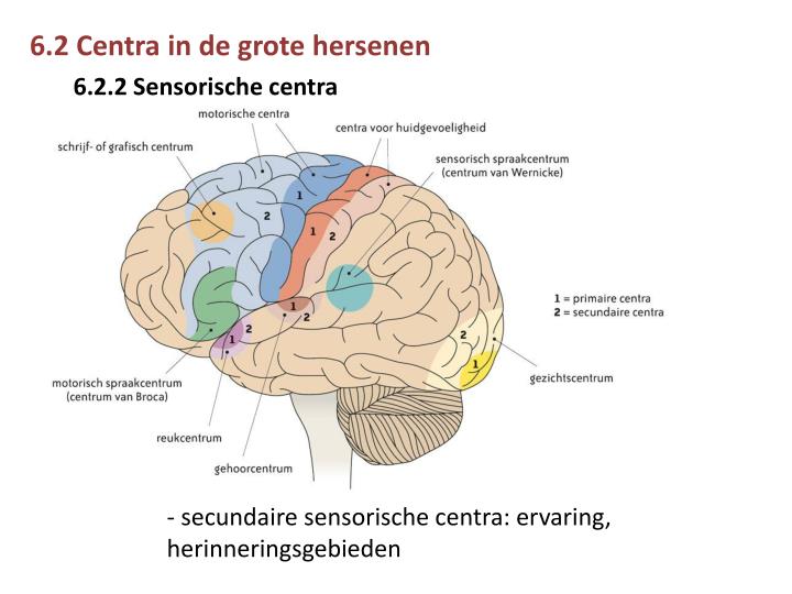 PPT Ontvanger Prikkel Receptor PowerPoint Presentation ID 3132522 PPT Ontvanger Prikkel Receptor PowerPoint Presentation ID 3132522