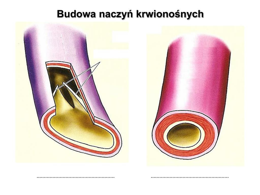 Uzupelnij Schemat Przedstawiajacy Funkcje Ukladu Krwionosnego PPT - Temat: BUDOWA I FUNKCJONOWANIE UKŁADU KRWIONOŚNEGO PowerPoint