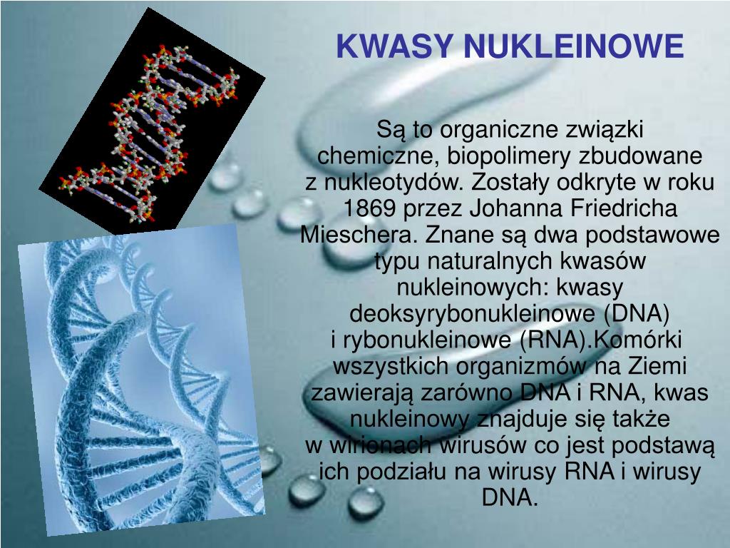 Budowa I Rola Kwasów Nukleinowych PPT - NUKLEOZYDY I NUKLEOTYDY BUDOWA I ROLA ATP I NAD + KWASY