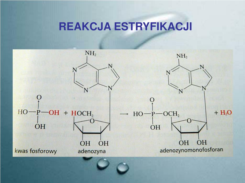 Budowa I Rola Kwasów Nukleinowych PPT - NUKLEOZYDY I NUKLEOTYDY BUDOWA I ROLA ATP I NAD + KWASY