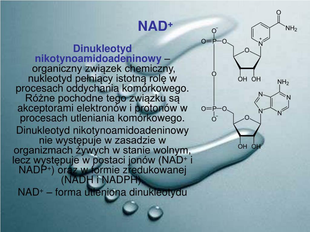 Budowa I Rola Kwasów Nukleinowych PPT - NUKLEOZYDY I NUKLEOTYDY BUDOWA I ROLA ATP I NAD + KWASY