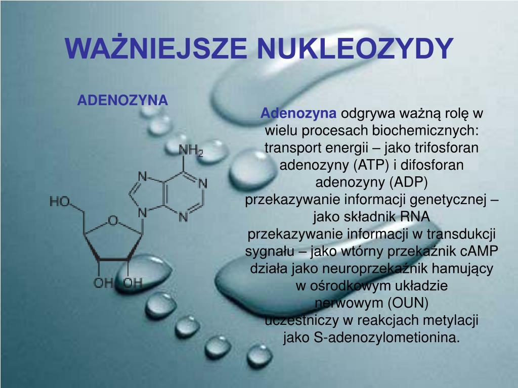 Budowa I Rola Kwasów Nukleinowych PPT - NUKLEOZYDY I NUKLEOTYDY BUDOWA I ROLA ATP I NAD + KWASY