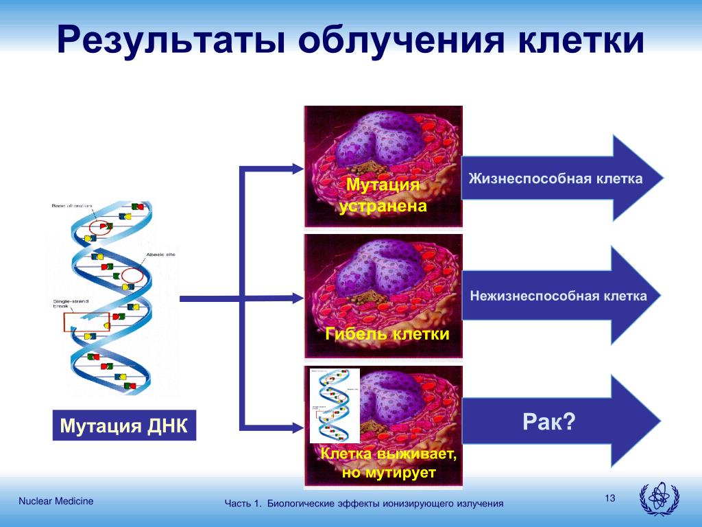 Мутация раковых клеток. Действие радиации на клетку. Воздействие радиации на клетку. Радиационное воздействие на клетки. Мутация клеток.