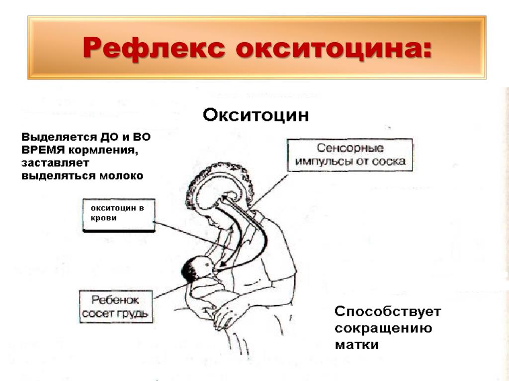 Окситоцин для матки после родов. Схема рефлекса окситоцина и пролактина. Рефлекс пролактина и окситоцина. Выработка окситоцина и пролактина. Гормон рефлекс окситоцин при грудном вскармливании.