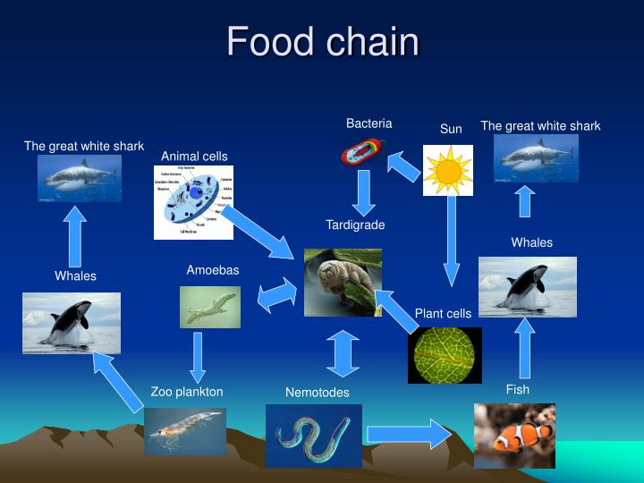 PPT Tardigrades PowerPoint Presentation ID3135692
