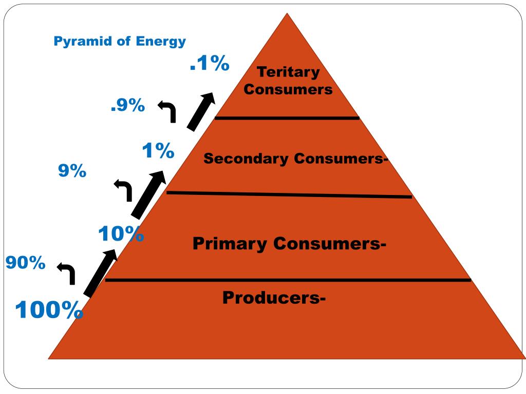 ppt-energy-flow-through-trophic-levels-powerpoint-presentation