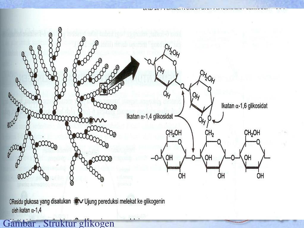 Гликоген в клетках бактерий. Гликоген растение или животное. Гликоген запасное вещество у.