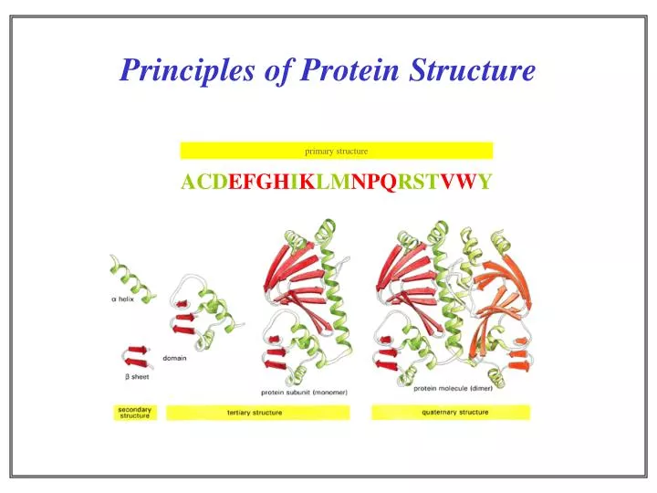 protein structure ppt