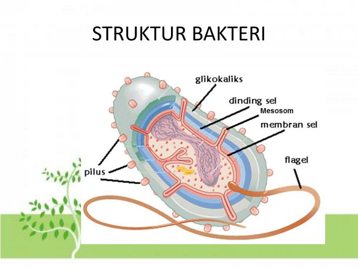 Penjelasan Lengkap Seputar Struktur Tubuh Bakteri Beserta Fungsinya