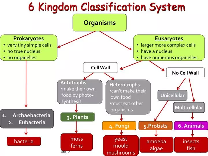 Ppt 6 Kingdom Classification System Powerpoint Presentation Free Download Id3141150 9877