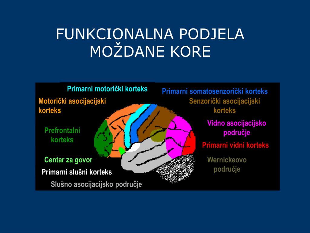 PPT - Katedra za zdravstvenu psihologiju Kolegij: Neuropsihologija u ...